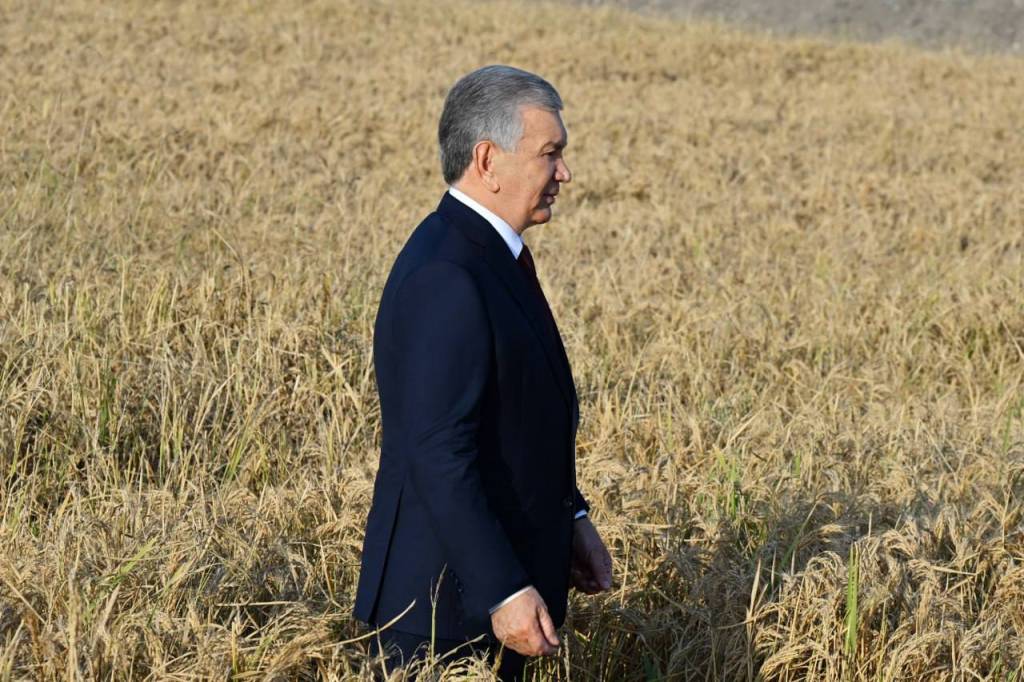 Узбекский рис потеснит китайский?