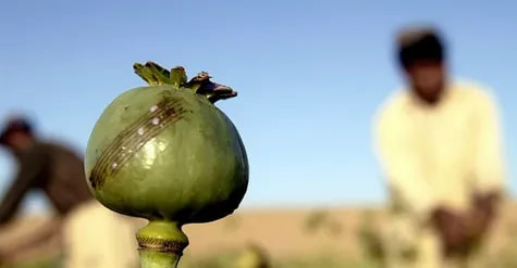 Таджикистан получит от России 250 млн рублей на борьбу с наркотиками