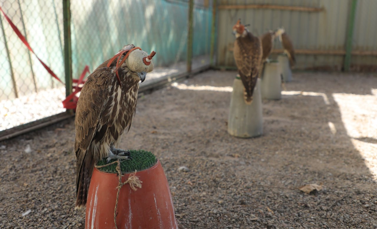 Попытка вывоза из Узбекистана восьми редких соколов пресечена на таможне