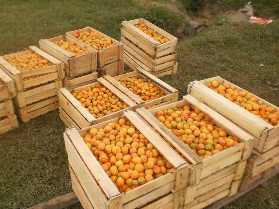 Из Согдийской области Таджикистана начали поставлять абрикосы в Россию и Казахстан