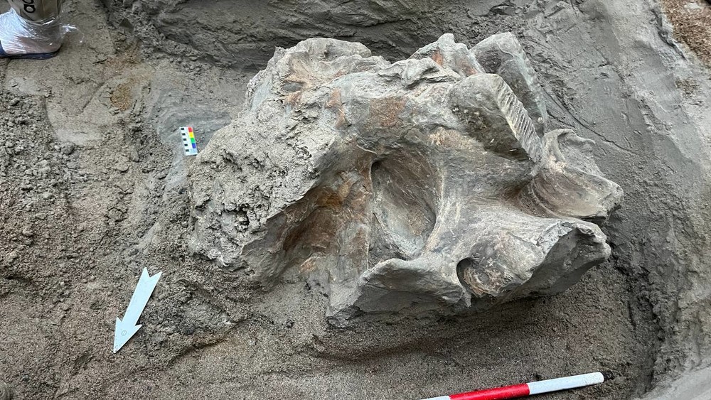 В Кыргызстане обнаружили останки мамонта