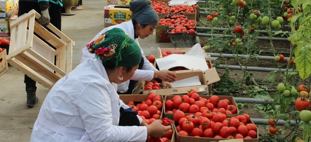 Половину всей сельхозпродукции Таджикистана закупает Россия