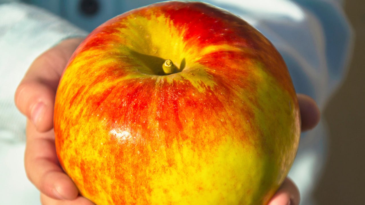 Культурное наследие Казахстана: инвестиции в яблоки