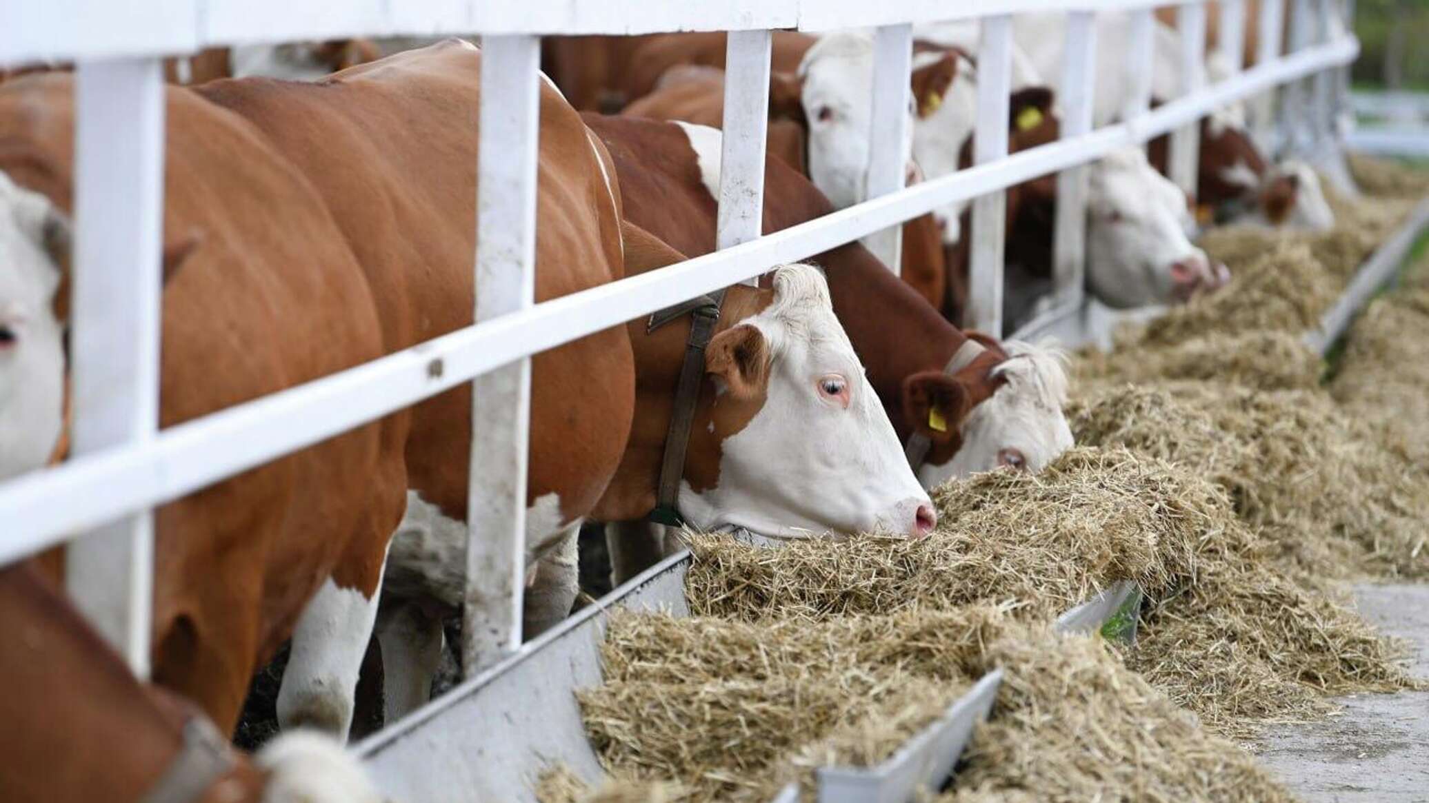 Казахстан договорился о поставках в Китай мяса и скота на 75 млн долларов